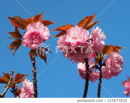 Pink Yaezakura (double cherry blossom branches against blue sky) bathed in the spring sunshine 125677838