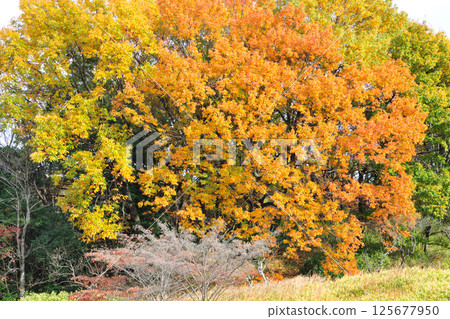 大高綠地公園的紅葉 125677950
