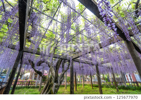 Wisteria trellis at Myofukuji Temple, Choshi City, Chiba Prefecture 125677970