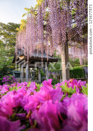 千葉縣銫子市妙福寺的紫藤架 125677973