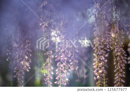 千葉縣銫子市妙福寺的紫藤架 125677977