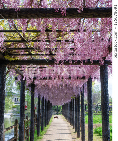 Scenery of wisteria trellis in Suigo Itako, Itako City, Ibaraki Prefecture Scenery of wisteria trellis in Suigo Itako, Itako City, Ibaraki Prefecture 125678091