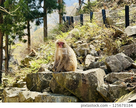 地獄谷雪猴公園_猴子在溫泉中沐浴 125678184