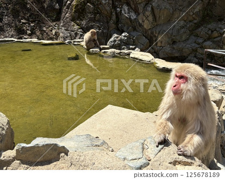 地獄谷雪猴公園_猴子在溫泉中沐浴 地獄谷雪猴公園_猴子在溫泉中沐浴 125678189