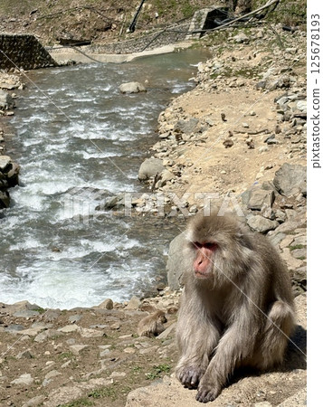 Jigokudani Monkey Park_Monkeys taking a bath in the hot spring Jigokudani Monkey Park_Monkeys taking a bath in the hot spring 125678193