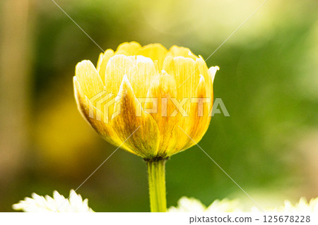 早春北海道盛開的黃色阿多尼斯花 125678228