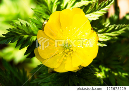 Yellow adonis flowers blooming in Hokkaido in early spring Yellow adonis flowers blooming in Hokkaido in early spring 125678229