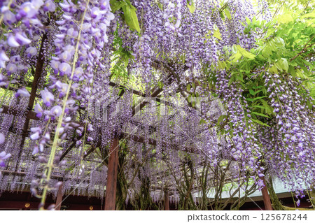 茨城縣笠間市笠間稻荷神社紫藤盛開 茨城縣笠間市笠間稻荷神社紫藤盛開 125678244