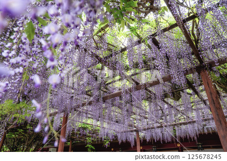 茨城縣笠間市笠間稻荷神社紫藤盛開 茨城縣笠間市笠間稻荷神社紫藤盛開 125678245
