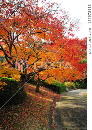大高綠地公園的紅葉 125678318