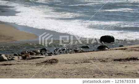 A group of black-tailed gulls bathing at the mouth of a small stream on the water's edge 125678338