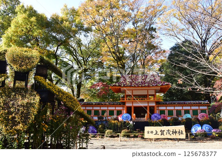 Chrysanthemum Festival at Rakujuen Park, Mishima City Park, Shizuoka Prefecture 125678377