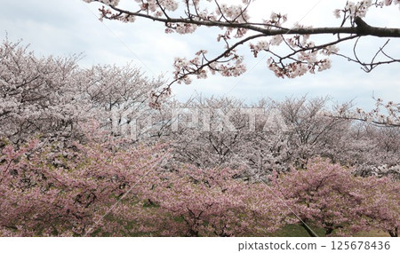 Cherry blossoms at Kajigawa River Control Memorial Park, Shibata City, Niigata Prefecture 125678436
