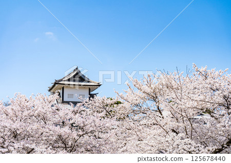 晴朗的藍天、盛開的櫻花和金澤城公園的石川門 |兼六園、金澤城石川門 |金澤旅遊資訊 |石川縣金澤市 晴朗的藍天、盛開的櫻花和金澤城公園的石川門 |兼六園、金澤城石川門 |金澤旅遊資訊 |石川縣金澤市 125678440
