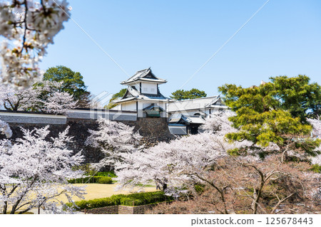 Clear blue sky, cherry blossoms in full bloom, and Ishikawa Gate of Kanazawa Castle Park | Kenrokuen Garden, Kanazawa Castle Ishikawa Gate | Kanazawa Tourism Information | Kanazawa City, Ishikawa Prefecture 125678443