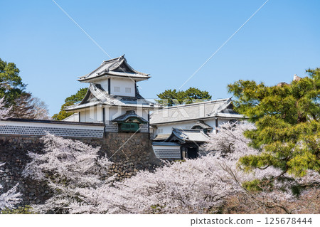 Clear blue sky, cherry blossoms in full bloom, and Ishikawa Gate of Kanazawa Castle Park | Kenrokuen Garden, Kanazawa Castle Ishikawa Gate | Kanazawa Tourism Information | Kanazawa City, Ishikawa Prefecture 125678444