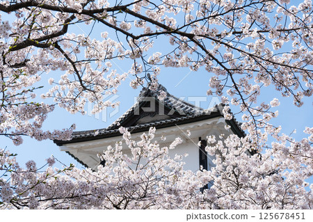 Clear blue sky, cherry blossoms in full bloom, and Ishikawa Gate of Kanazawa Castle Park | Kenrokuen Garden, Kanazawa Castle Ishikawa Gate | Kanazawa Tourism Information | Kanazawa City, Ishikawa Prefecture Clear blue sky, cherry blossoms in full bloom, and Ishikawa Gate of Kanazawa Castle Park | Kenrokuen Garden, Kanazawa Castle Ishikawa Gate | Kanazawa Tourism Information | Kanazawa City, Ishikawa Prefecture 125678451