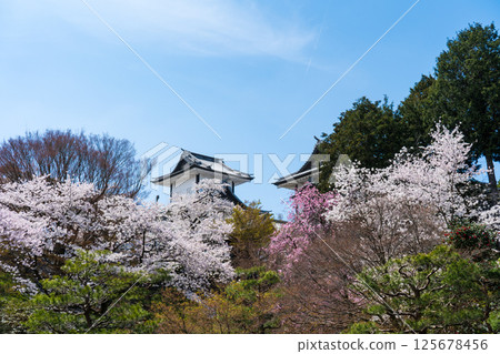 Clear blue sky, cherry blossoms in full bloom, and Ishikawa Gate of Kanazawa Castle Park | Kenrokuen Garden, Kanazawa Castle Ishikawa Gate | Kanazawa Tourism Information | Kanazawa City, Ishikawa Prefecture 125678456