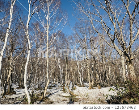 初春殘雪的白樺林_奧志賀高原 125678468
