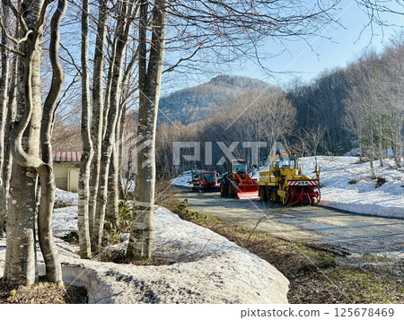 White birch forest with remaining snow in early spring_Okushiga Kogen 125678469