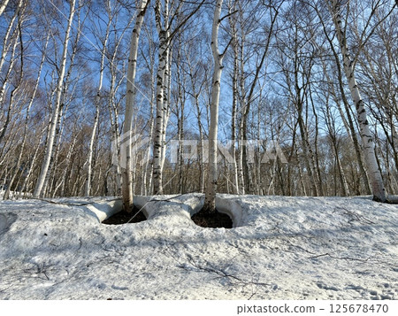 White birch forest with remaining snow in early spring_Okushiga Kogen White birch forest with remaining snow in early spring_Okushiga Kogen 125678470