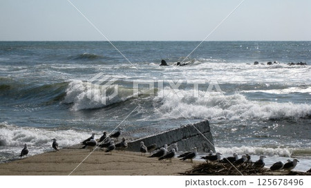 A group of black-tailed gulls resting on the beach against the raging Sea of Japan 125678496