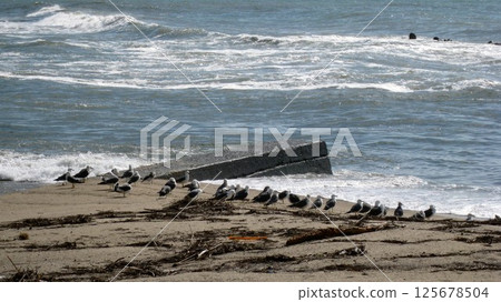 一群黑尾鷗在洶湧的日本海的沙灘上休息 一群黑尾鷗在洶湧的日本海的沙灘上休息 125678504