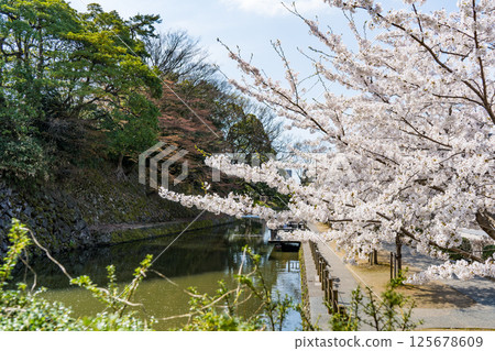 Clear blue sky, cherry blossoms in full bloom, and the main moat of Kanazawa Castle Park | Kanazawa City, Ishikawa Prefecture Clear blue sky, cherry blossoms in full bloom, and the main moat of Kanazawa Castle Park | Kanazawa City, Ishikawa Prefecture 125678609