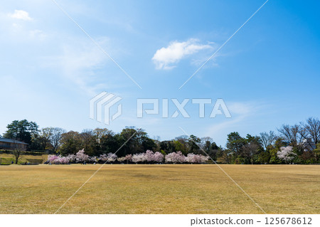 Clear blue sky, cherry blossoms in full bloom, and Shinmaru Square in Kanazawa Castle Park | Kanazawa City, Ishikawa Prefecture Clear blue sky, cherry blossoms in full bloom, and Shinmaru Square in Kanazawa Castle Park | Kanazawa City, Ishikawa Prefecture 125678612
