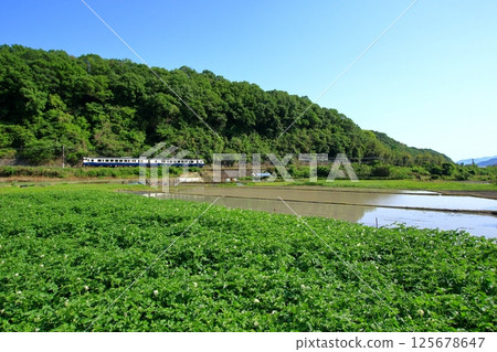A tourist train running through a rural area where potato flowers bloom, etc. A tourist train running through a rural area where potato flowers bloom, etc. 125678647