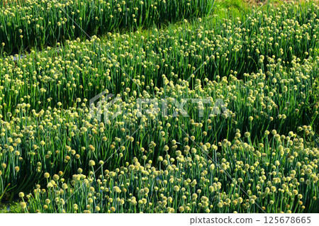 Onion field Onion field 125678665