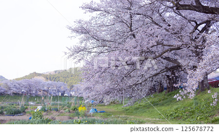 cherry blossom, bloom, sakura 125678772