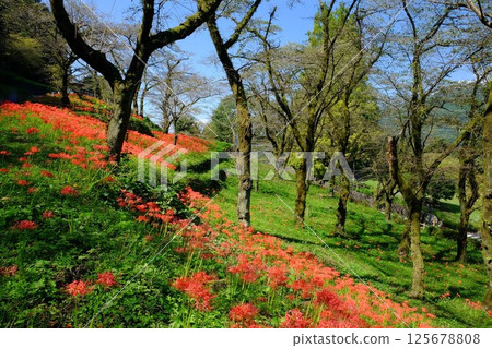 Red spider lilies blooming on a mountain slope [Tsukui, Sagamihara City, October] 125678808
