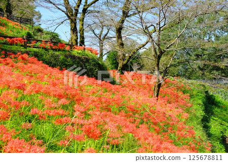 岸邊盛開的紅蜘蛛百合[相模原市築井市，10月] 125678811