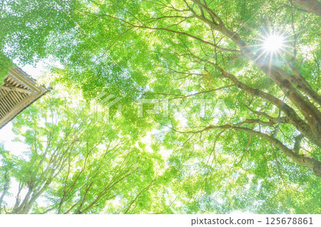 山門旁,新綠的楓樹閃閃發光。帶著一些陽光。岡山縣真庭市的“花山寺·普門寺” 山門旁,新綠的楓樹閃閃發光。帶著一些陽光。岡山縣真庭市的“花山寺·普門寺” 125678861