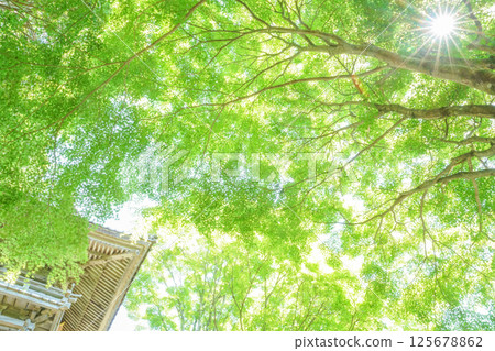 The fresh green leaves of the maple trees beside the temple gate are shining with sunlight. "Flower Mountain Temple/Fumonji Temple" in Maniwa City, Okayama Prefecture The fresh green leaves of the maple trees beside the temple gate are shining with sunlight. "Flower Mountain Temple/Fumonji Temple" in Maniwa City, Okayama Prefecture 125678862