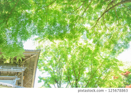 The fresh green leaves of the maple trees beside the temple gate are shining with sunlight. "Flower Mountain Temple/Fumonji Temple" in Maniwa City, Okayama Prefecture 125678863