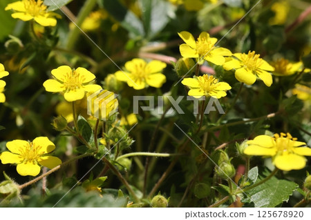 Nature Plants Potentilla, a perennial plant of the rose family. Its name comes from the fact that its leaves spread across the ground, resembling the straw mats on which pheasants rest. Nature Plants Potentilla, a perennial plant of the rose family. Its name comes from the fact that its leaves spread across the ground, resembling the straw mats on which pheasants rest. 125678920