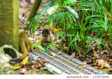 Mother squirrel monkey holding her baby. Parent and child living in the forests of Ishigaki Island. Mother squirrel monkey holding her baby. Parent and child living in the forests of Ishigaki Island. 125678940