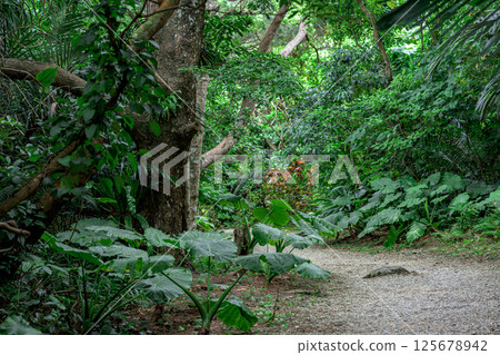 In the deep green forest of Ishigaki Island In the deep green forest of Ishigaki Island 125678942