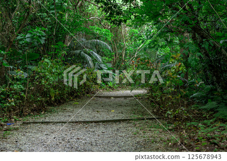 A quiet walk through the subtropical forests of Ishigaki Island A quiet walk through the subtropical forests of Ishigaki Island 125678943