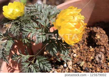阿多尼斯花在花盆裡 125679002