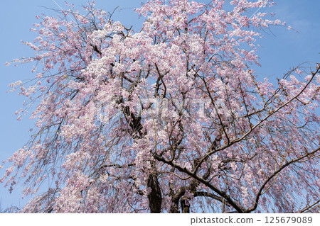 Cherry blossoms in full bloom at Higashiyama Fruit Park in Aichi Prefecture 125679089