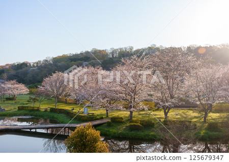 Cherry blossoms reflected on the water at Itsukushima Wetland Park 125679347