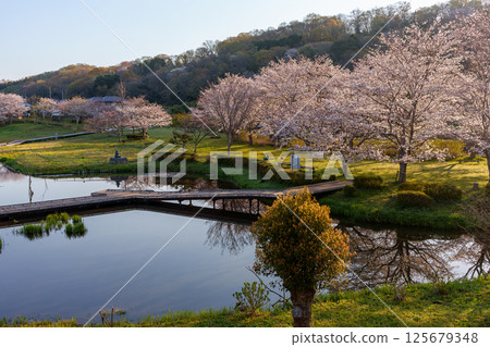 Cherry blossoms reflected on the water at Itsukushima Wetland Park 125679348