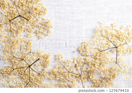 Umbels of dried elderflowers on linen fabric. Dried flat-topped flower clusters of black elderberry, used for elderflower tea Flos Sambuci, and for syrups, and cordials. Traditional folk remedy. Photo 125679410