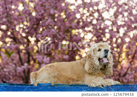 Cute American Cocker Spaniel on bench with sakura background. 125679438