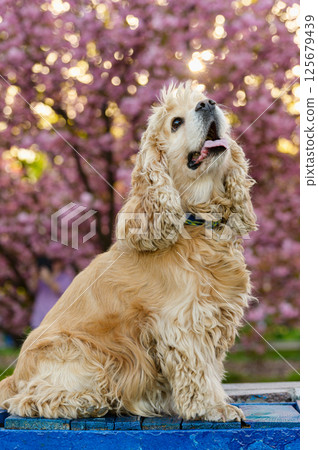 American Cocker Spaniel sitting on bench near blooming sakura. American Cocker Spaniel sitting on bench near blooming sakura. 125679439