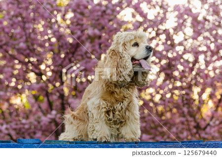 Fluffy American Cocker Spaniel with tongue out near sakura. Fluffy American Cocker Spaniel with tongue out near sakura. 125679440
