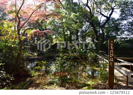 靜岡縣三島市公園樂壽園、木蔓橋和紅葉 靜岡縣三島市公園樂壽園、木蔓橋和紅葉 125679512